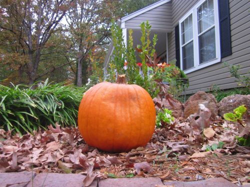 Pumpkin For Halloween