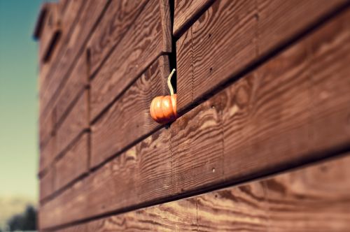 Pumpkin In A Wall