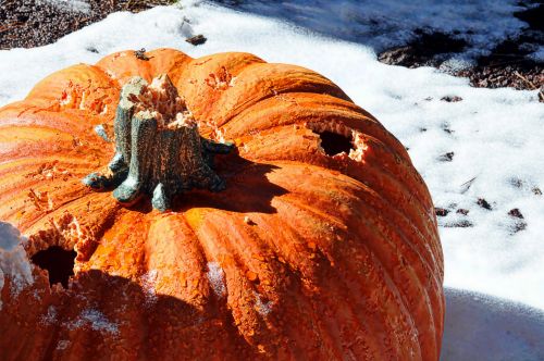 Pumpkin In The Snow