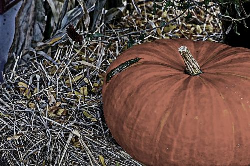 Pumpkin On Bale Of Hay