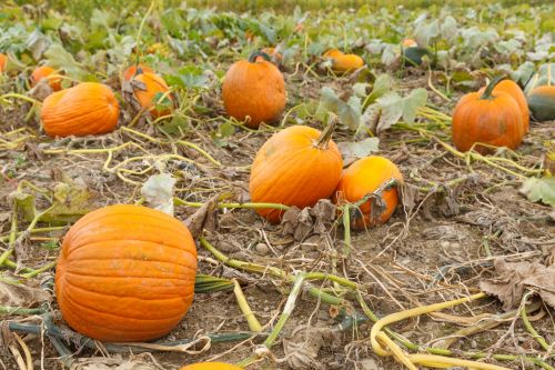 Pumpkin Patch