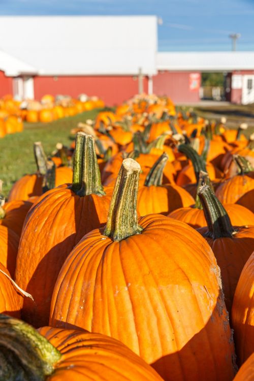 Pumpkin Patch