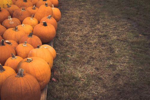 Pumpkin Patch