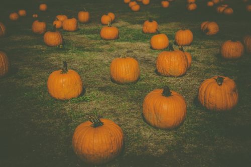 Pumpkin Patch