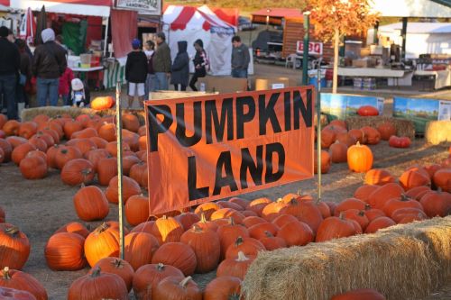 Pumpkin Patch