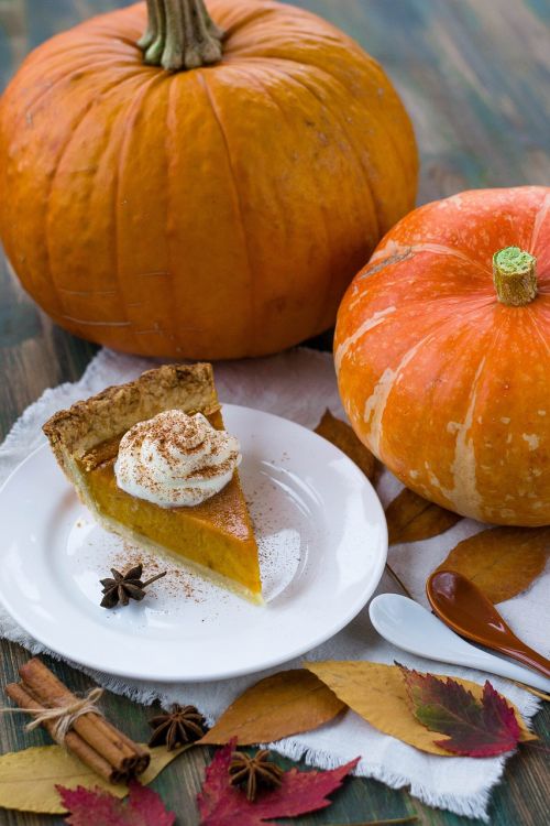 pumpkin pie autumn pumpkin