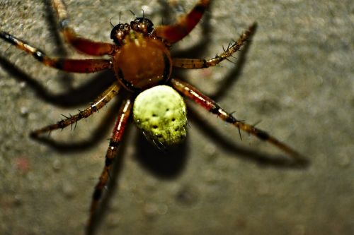 pumpkin spider spider close