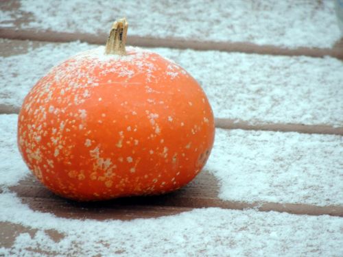 Pumpkin With Frost