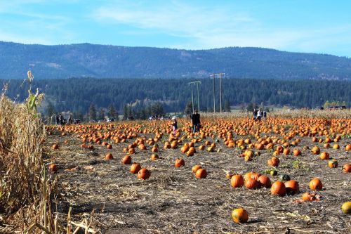 pumpkins field harvest