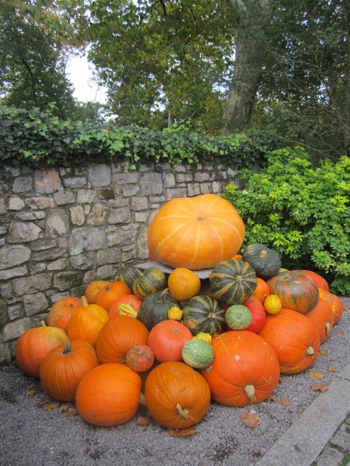 pumpkins halloween landscape