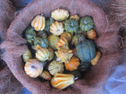 pumpkins autumn basket
