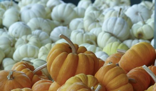 pumpkins harvest fall