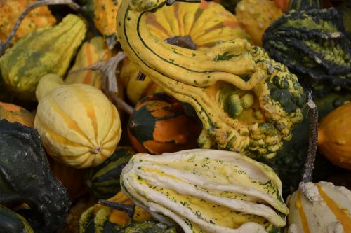 pumpkins gourds autumn