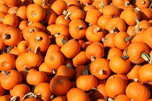 pumpkins halloween fall