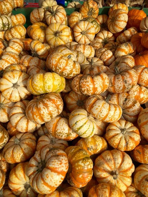 pumpkins squash stripes