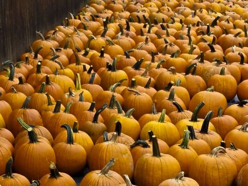 Pumpkins