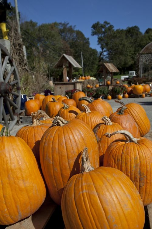 pumpkins fresh orange