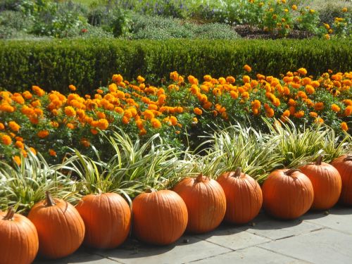 pumpkins fall autumn