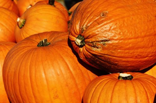 pumpkins autumn autumn decoration