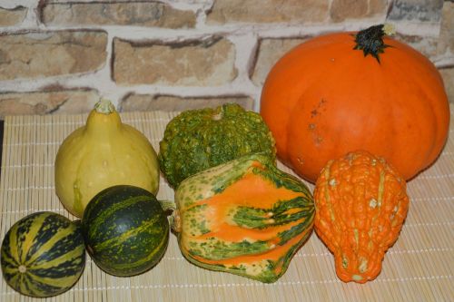 pumpkins decorative squashes decoration