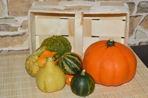 pumpkins decorative squashes decoration