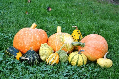 pumpkins pumpkin the cultivation of