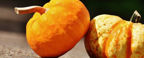 pumpkins decorative squashes nature