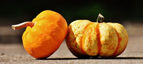 pumpkins decorative squashes nature