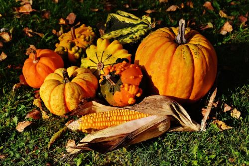 pumpkins decorative squashes nature