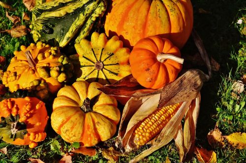 pumpkins decorative squashes nature