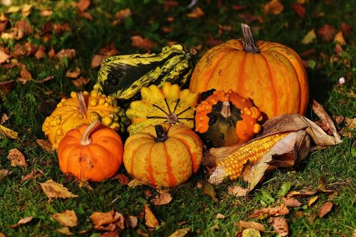 pumpkins decorative squashes nature