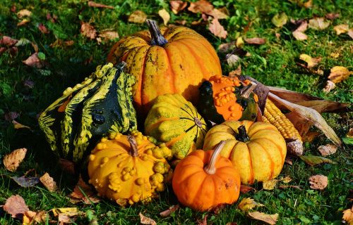 pumpkins decorative squashes nature