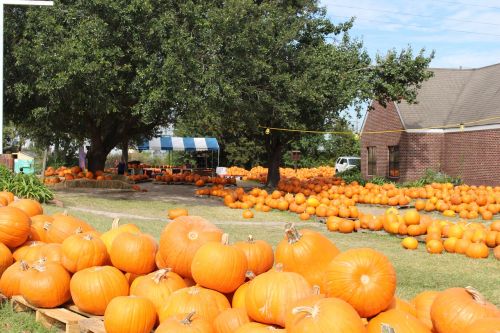 pumpkins fall autumn