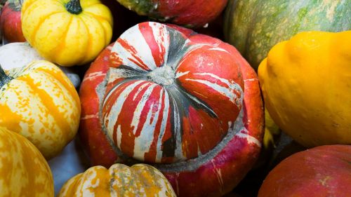 pumpkins vegetables