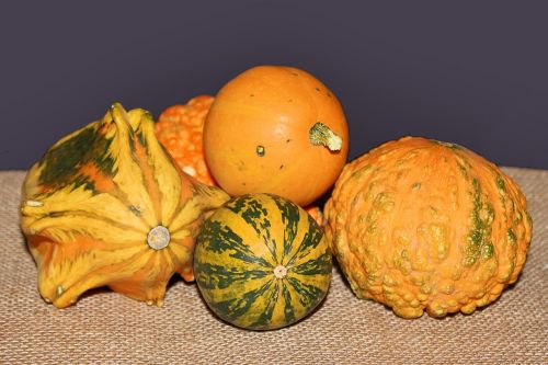 pumpkins decorative squashes autumn