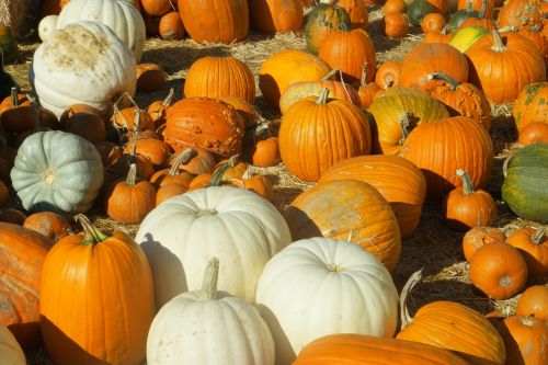 pumpkins pumpkin patch halloween