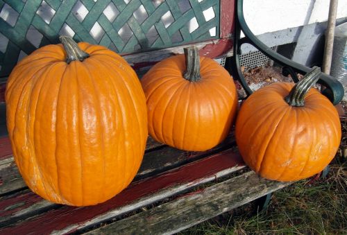 pumpkins autumn orange