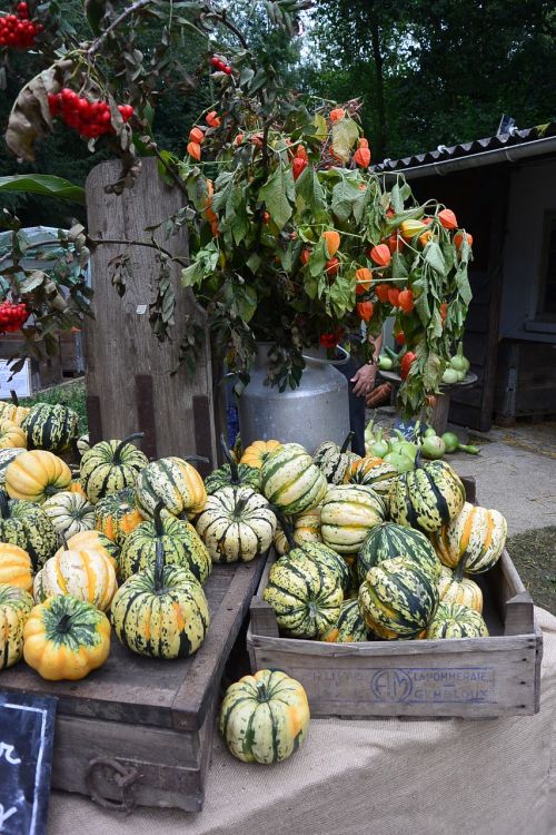 pumpkins gourds vegetables