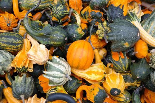 pumpkins decorative squashes green