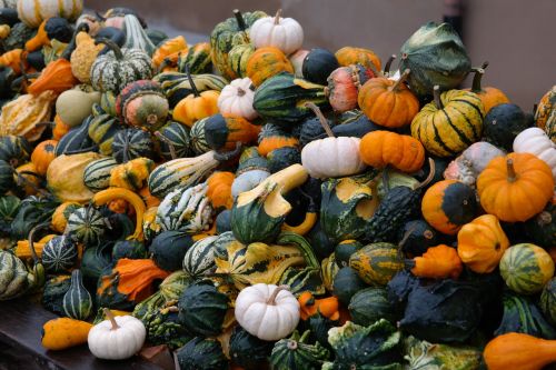 pumpkins decorative squashes green