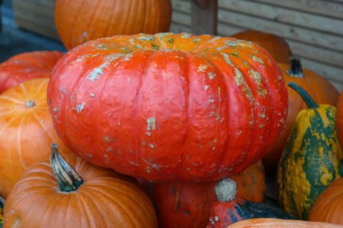 pumpkins red zentner rouge vif d ' étampes