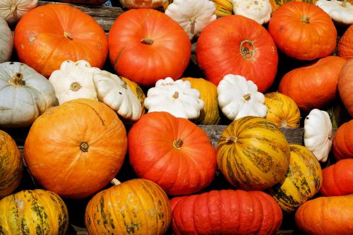 pumpkins decorative squashes colorful