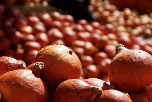 pumpkins pumpkin orange