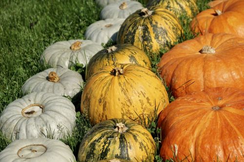 pumpkins colorful autumn