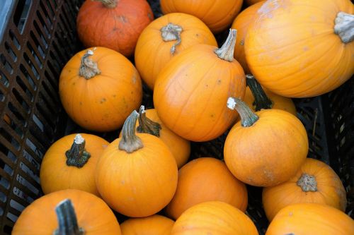 pumpkins vegan healthy