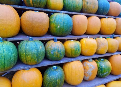 pumpkins line yellow