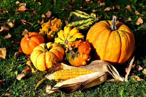 pumpkins colorful autumn