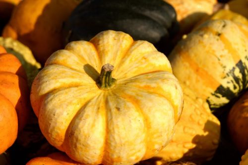 pumpkins autumn autumn vegetables