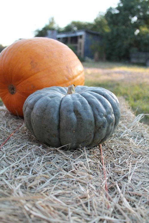 pumpkins autumn hay