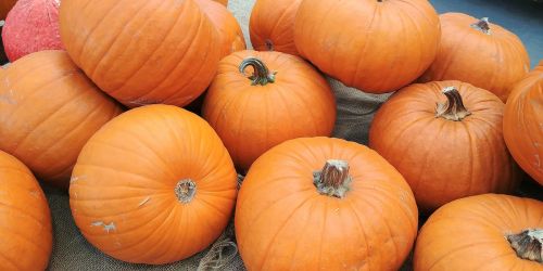 pumpkins autumn orange